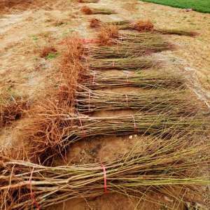 移栽桃樹苗的注意事項(xiàng)