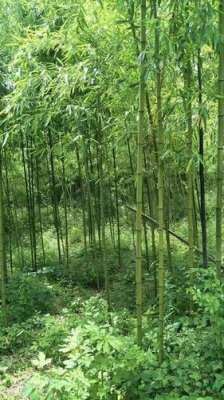 毛竹種植有哪注意事項(xiàng)