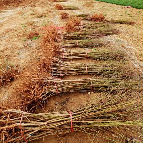 移栽桃樹苗的注意事項